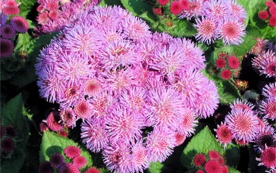 Картинка Агератум розовый » Разные цветы » Цветы » Картинки 24 - скачать  картинки бесплатно
