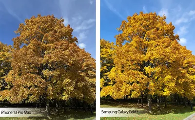 Сфотографировали осень на iPhone 13 Pro Max и Samsung Galaxy Fold3. Вот это  разница!
