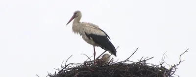 Аист вернулся из теплых краев в село вблизи Киева, где ему спасли жизнь,  когда он был птенцом — Украина — tsn.ua