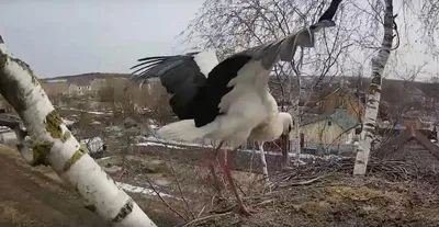 В Калужской области аист прилетел в гнездо, из которого идет  онлайн-трансляция - Общество - Новости - Калужский перекресток Калуга