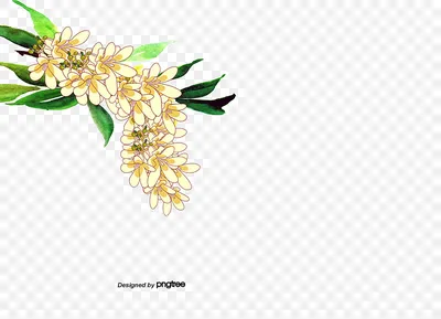 Красивая белая акация PNG , растение, вектор акация, Вектор PNG картинки и  пнг PSD рисунок для бесплатной загрузки