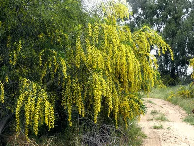 Акация ивовая (Acacia saligna). Фото на сайте \