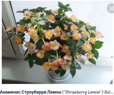 https://au.ru/20236728-ahimenes-strawberry-lemon/