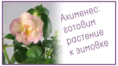 Ахименес: готовим растение к зимовке - YouTube