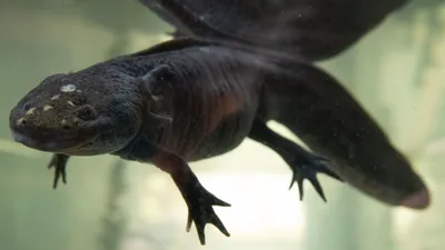 Axolotl не здається»: Боротьба за порятунок від вимирання чарівну тварину,  яка прикрашає найбажаніші банкноти Мексики - Infobae