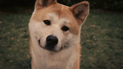 Акита-ину: фото и описание породы собак
