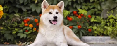 Акита-ину: характеристика собак и щенков породы 🐶 — ProPlan.ru