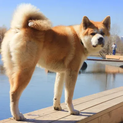 Акита Ину (Akita Inu): фото собаки, характер, описание породы | ZOODOM