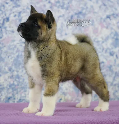 Купить Щенок АМЕРИКАНСКАЯ АКИТА из питомника ALMIGHTY AKITAS, МАЛЬЧИК, цена  40200 грн — Prom.ua (ID#1544159973)