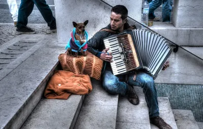 Обои музыка, улица, собака, музыкант, аккордеон картинки на рабочий стол,  раздел музыка - скачать
