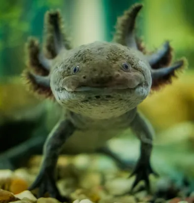 File:Аксолотль мексиканской амбистомы (Ambystoma mexicanum).jpg - Wikipedia