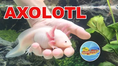 Аксолотль ручной. Аквариум для нового питомца | Axolotl in aquarium. -  YouTube