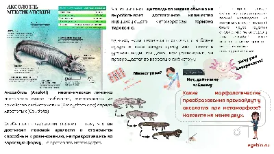 Аксолотль и амбистома | EGEBIO.RU БИОЛОГИЯ ЕГЭ| Елена Шишловская