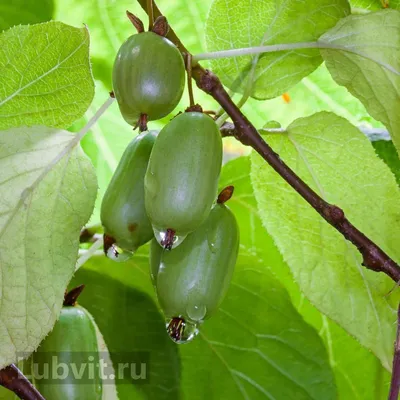 Актинидию Вафельная можно купить недорого с доставкой в питомнике Любвитский