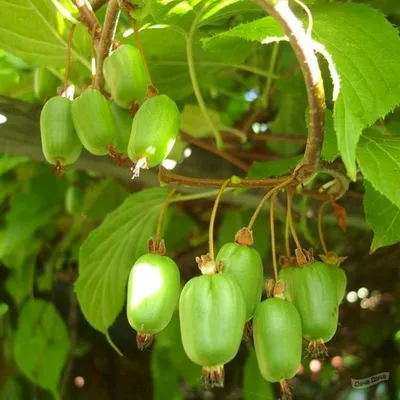 Актинидия коломикта Ароматная (Actinidia kolomikta Aromatnaya) - описание  сорта, фото, саженцы, посадка, особенности ухода. Дачная энциклопедия.