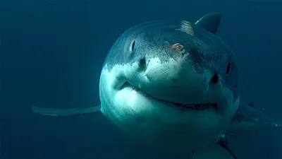 Тропические акулы начали заплывать в Охотское море из-за изменений климата  | Магаданская Правда