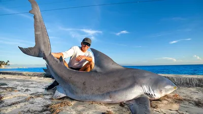 Australia: Bull Shark Likely Killed Teen Swimming in River - Authorities