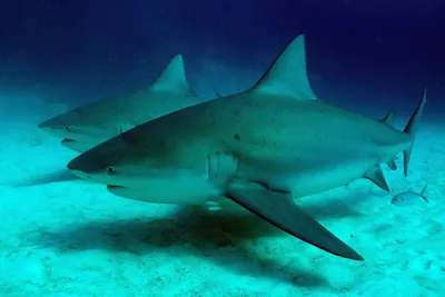 Underwater View Of Pregnant Bull Shark Playa Del Carmen Quintana Roo Mexico  High-Res Stock Photo - Getty Images