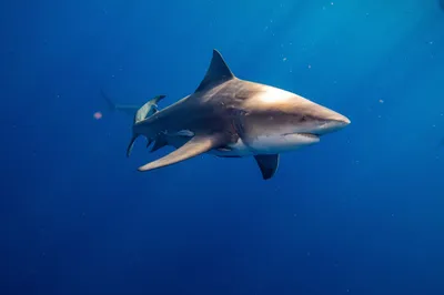 Bull Shark Size Comparison: Just How Big Do They Get? - A-Z Animals