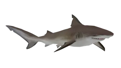 Freshwater Bull Sharks: 🦈 How do they survive?