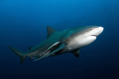 Tiger Shark vs Bull Shark - American Oceans