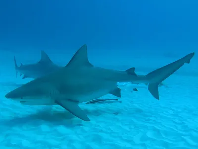 Флорида » Тупорылая или бычья (Bull shark, Carcharhinus leucas)