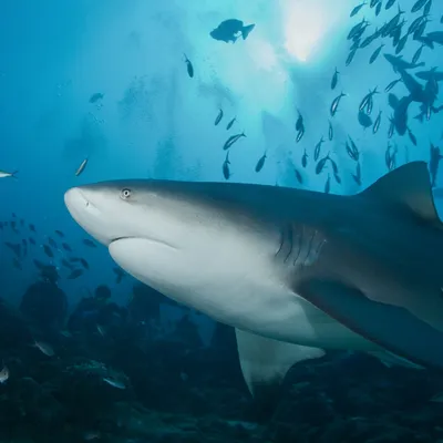 Bull Shark