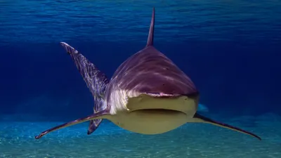 40 Bull Shark Facts About The Most Common Shark In The World