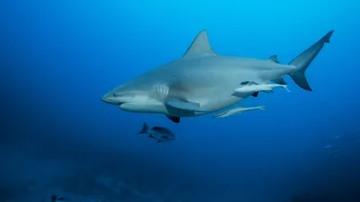 Bull Shark, Carcharhinus leucas Valenciennes, 1839 - The Australian Museum