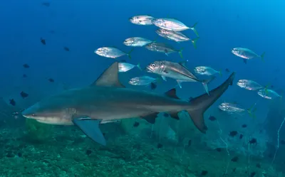 Watch Shark Swimming in Floodwater Near Kids' Playground