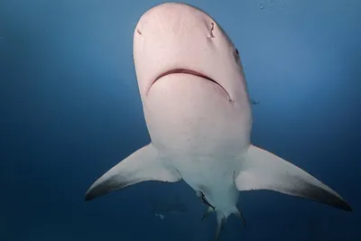 Angler Catches Massive Bull Shark Fishing In Florida Keys