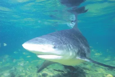 On eve of Shark Week, we talk bites and bull sharks with Florida's shark  expert