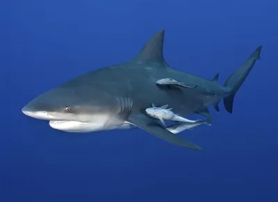 Bull Shark Diving - Mexico Blue Dream