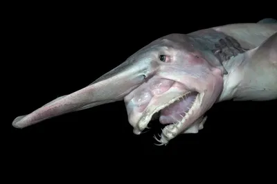 GOBLIN SHARK GLOSSY POSTER PICTURE PHOTO PRINT deep sea living fossil 4716  | eBay