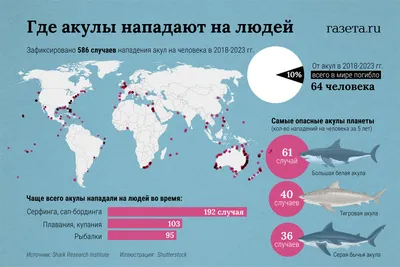 Большая белая акула напала на туристку в Африке: 26 сентября 2022, 01:02 -  новости на Tengrinews.kz