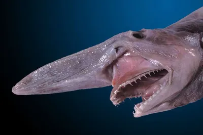 Акула гоблин фото