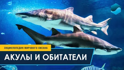 Что за акула с человеческими зубами водится в Австралии? | Природа |  Общество | Аргументы и Факты