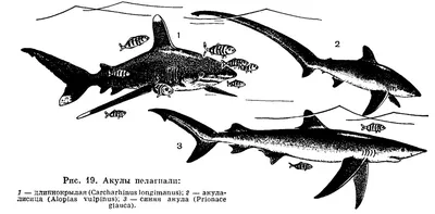 Акула-Молот: Гигантская, странная, молотоголовая рыбина / акула-молот ::  Книга животных :: длиннопост :: Реактор познавательный :: Great hammerhead  :: Sphyrna mokarran :: гигантская молот-рыба :: Гигантская акула-молот /  смешные картинки и другие