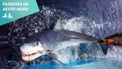 Флорида » Акула-мако (Mako shark, Isurus oxyrhincus)