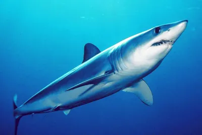 Shortfin mako shark - Wikipedia