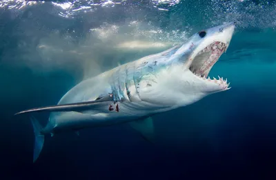 Коста-Рика » Акула-мако (Mako shark, Isurus oxyrhincus)