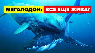 Мегаладон: истории из жизни, советы, новости, юмор и картинки — Горячее,  страница 3 | Пикабу