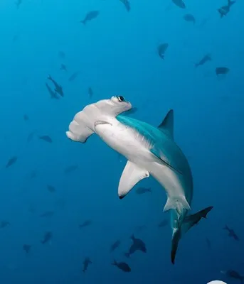 Акула-молот (sphyrnidae) плавает в тропических водах. акула-молот в  подводном мире. наблюдение за дикой природой океана. подводное плавание с  аквалангом на эквадорском побережье галапагосских островов | Премиум Фото