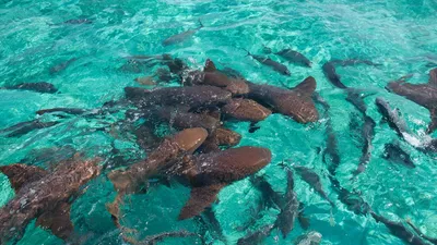 Ginglymostoma cirratum (Nurse shark) | Усатая акула-нянька (… | Flickr