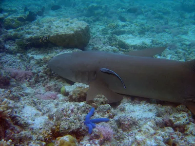 Акула нянька 🦈 Нападает на людей только если чувствует прямую угрозу своей  жизни, а на мирно плавающего тебя рядом с ней, ей абсолютно… | Instagram