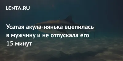 Видеофакт: В США акула-нянька намертво вцепилась в живот рыбака - Новости  Беларуси