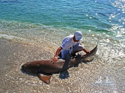 Коста-Рика » Акула-нянька (Nurse shark, Ginglymostoma cirratum)