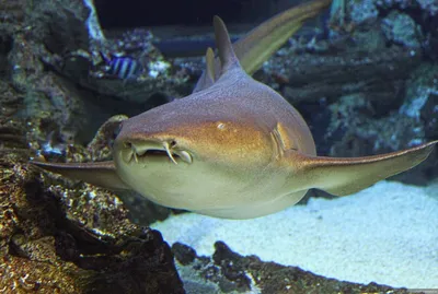 Усатая акула-нянька — The nurse shark, (Ginglymostoma cirratum), S.E.A.  Aquarium, Сингапур ⋆ Фотографии ⋆ Путешествия с Fresh Trip