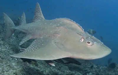 octoshark or rhino shark Archives - WCCB Charlotte's CW