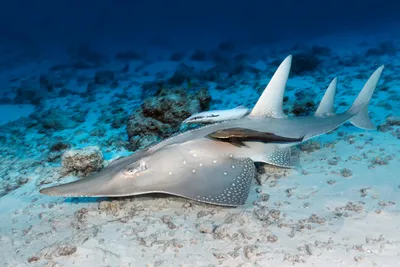 Richard Kuulme - Rhinosharkus canis